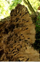 Photo Textures of Wood Decayed